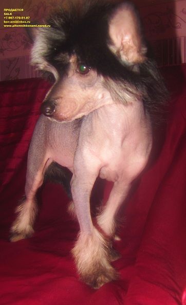 Donna Russian Treasure