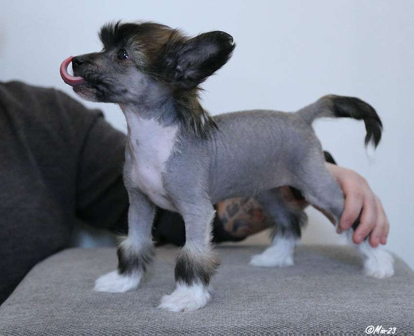 Tirlittan Yes Indeed a Little Survivor