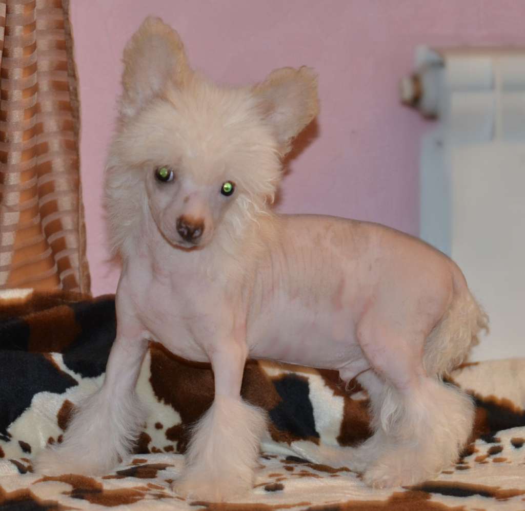 Legion Of Dream Quark