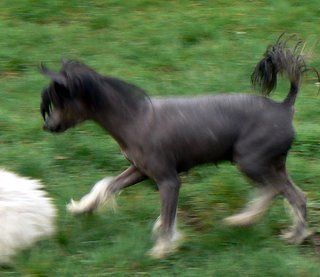 doucai's Midnight Balero