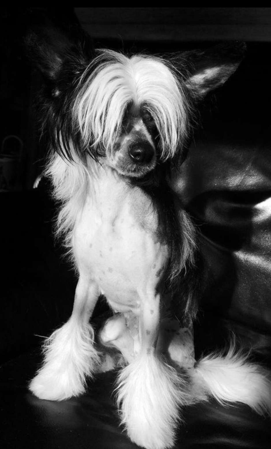 Julie's Precious Pennie