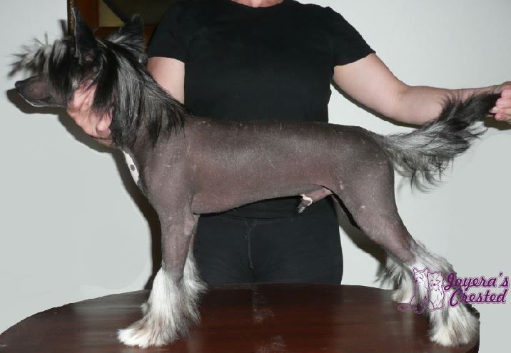 Joyera's Crested Amedeo Modigliani