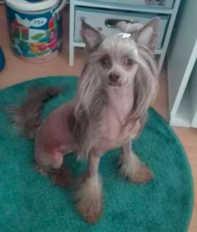 Gulia flying horse in the moonlight