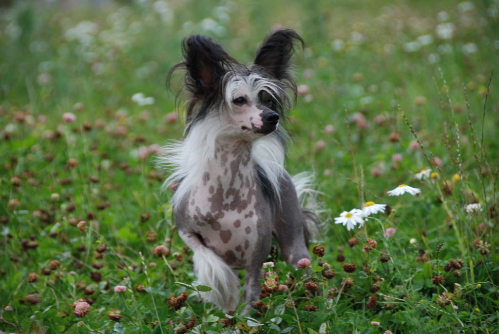 Perl Magic Nochnaya Fialka