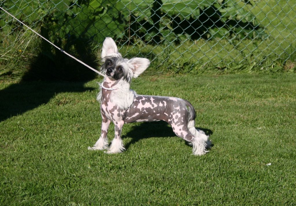 Twice as Nice Wicked Game