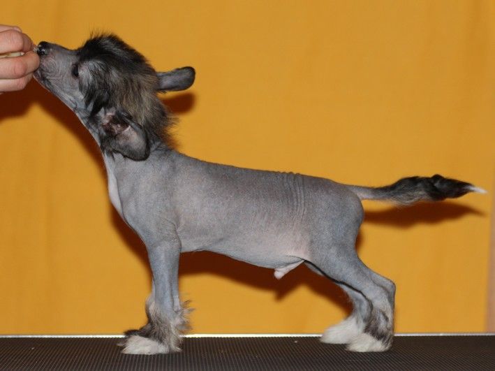 Maybell's Super Sweet Rockstar