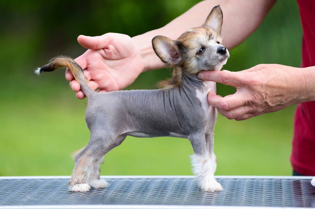 Family Song's Tsunami