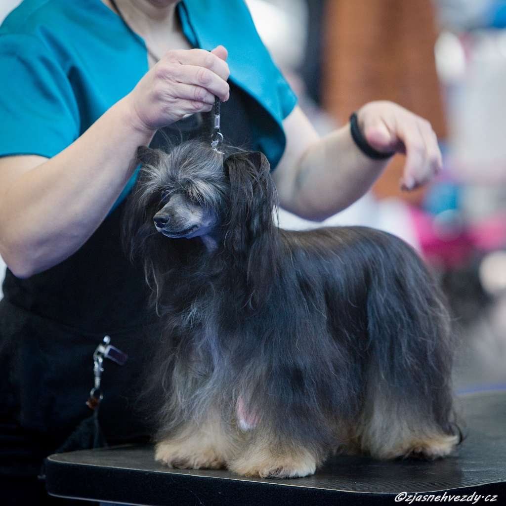 Perseide z Pulnocního dvora