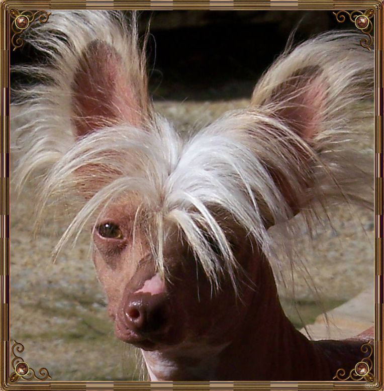 Dragonhills Carmella Grande