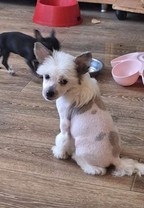 Sol'tanto I like-a-Legend