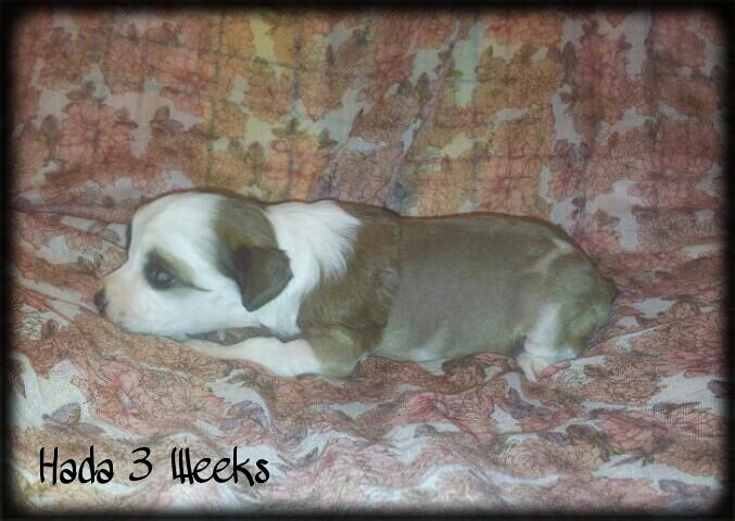 Hada de le Chien Bourjois