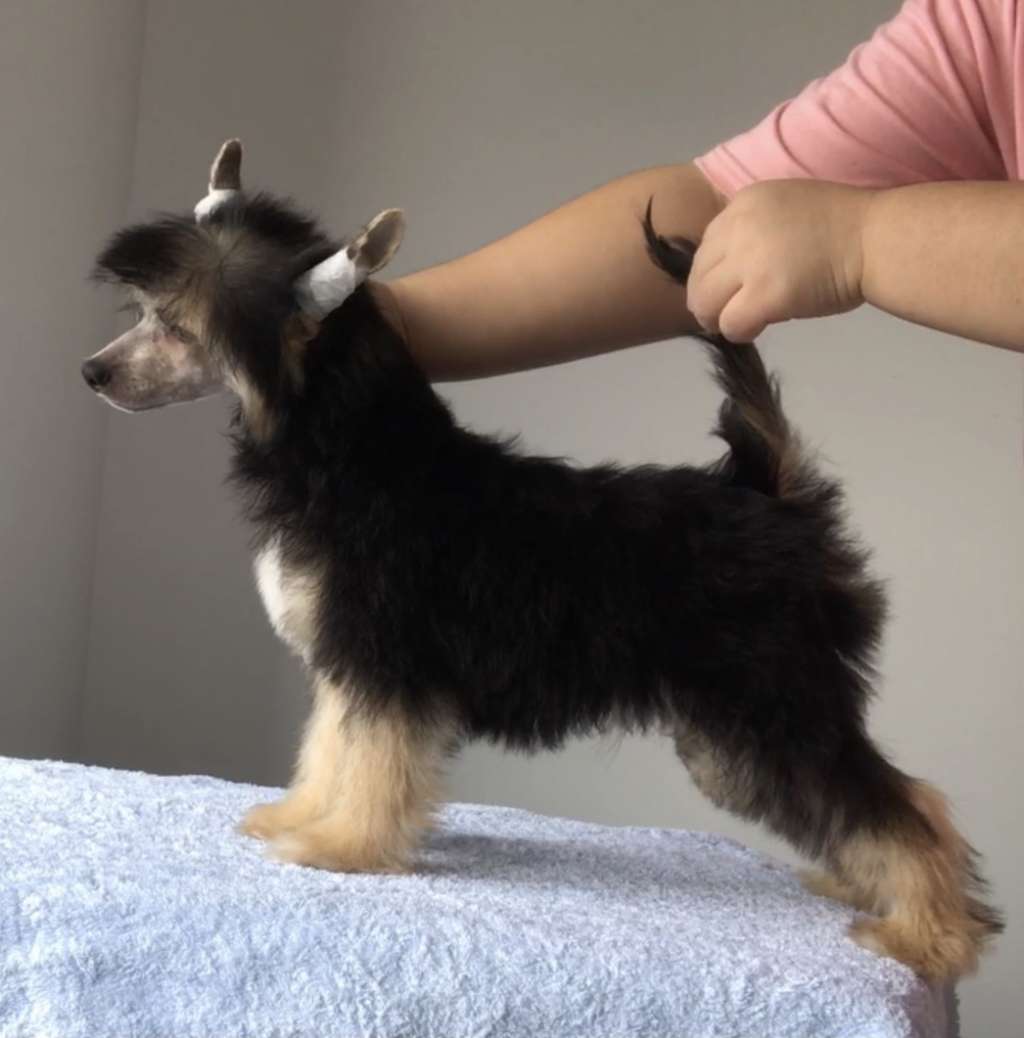 Rosa sinensis of Tarry