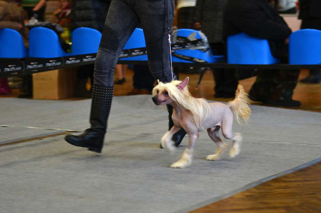 Zlato Dinastii Garry Potter