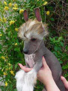 Celestial MyAngel Half Past Nude