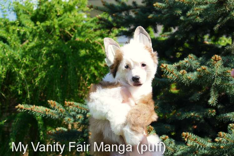 My Vanity Fair Manga (puff)