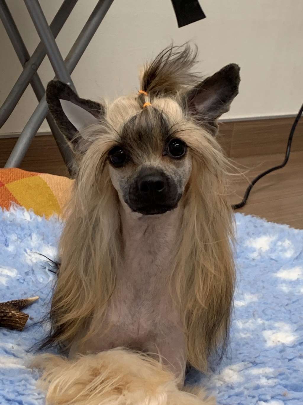 Eternity Sirius JP Cornelia