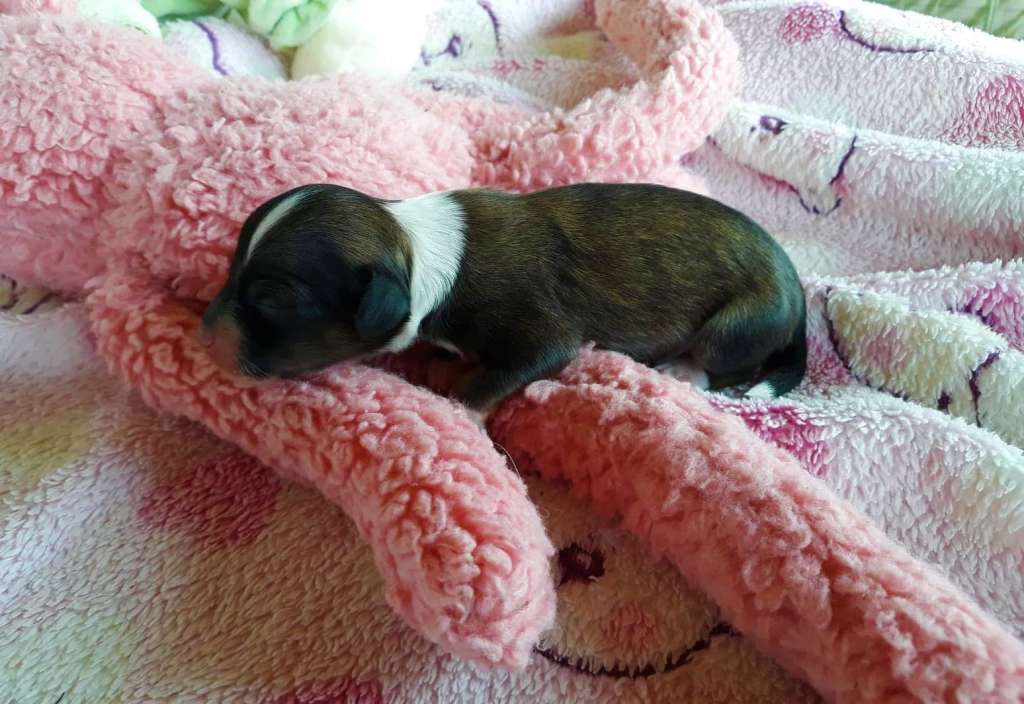 Little Dog Of Dream P'tite Marquise