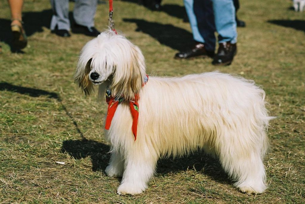 Baltazar z Gangu Lysych