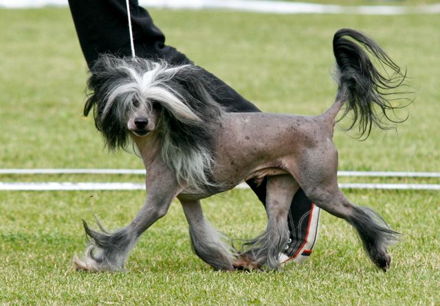 Crestwood Expect The Best