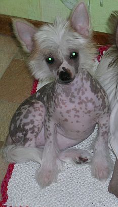 Gollend Tifani Gold Star