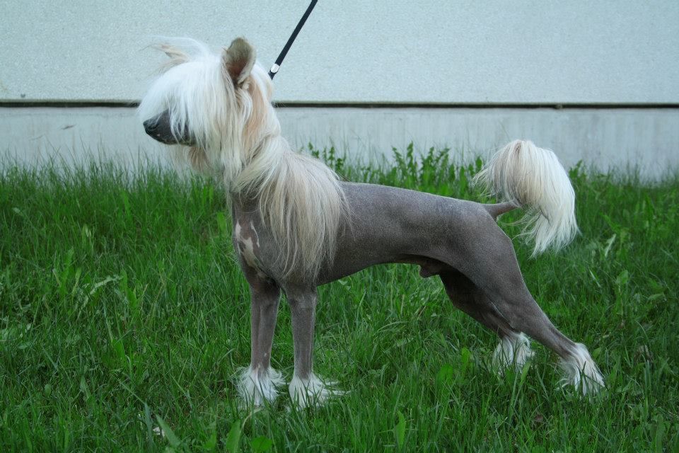 Zorrazo Unwilling To Please