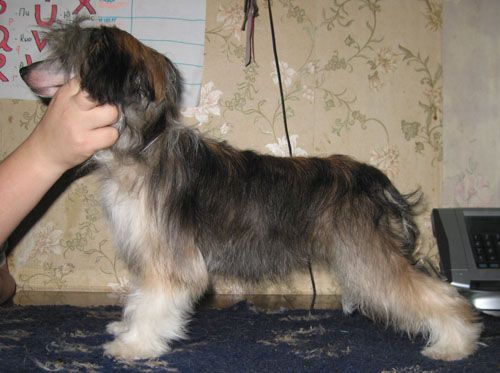 Apriori Vip Ruby Rose