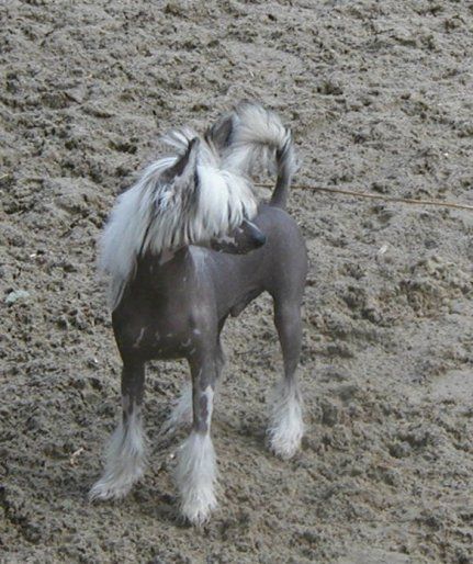 Fétiche Top Model De Rama