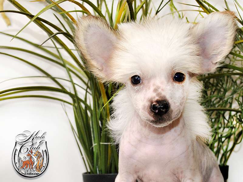 Ksolo Club Nastasya Mikulishna