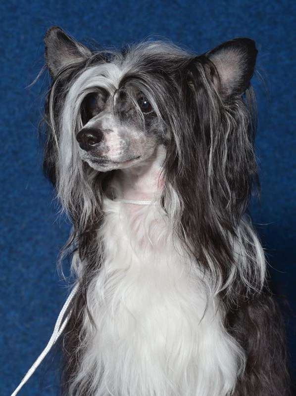 Daemon od Zlateho moku