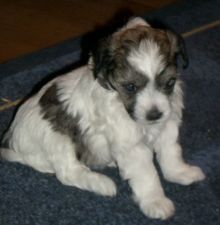 Kyana the kandy Kamsin of Powder Dream 