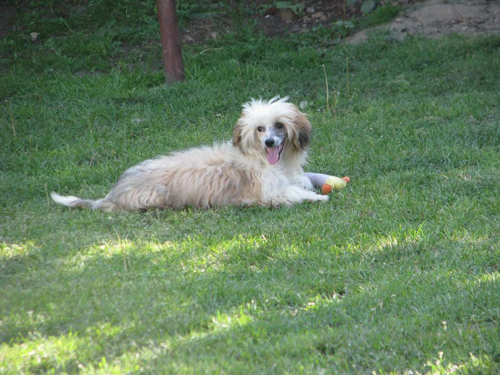 Umberto Exotic World FCI