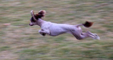 Shadow White Makrauchenia