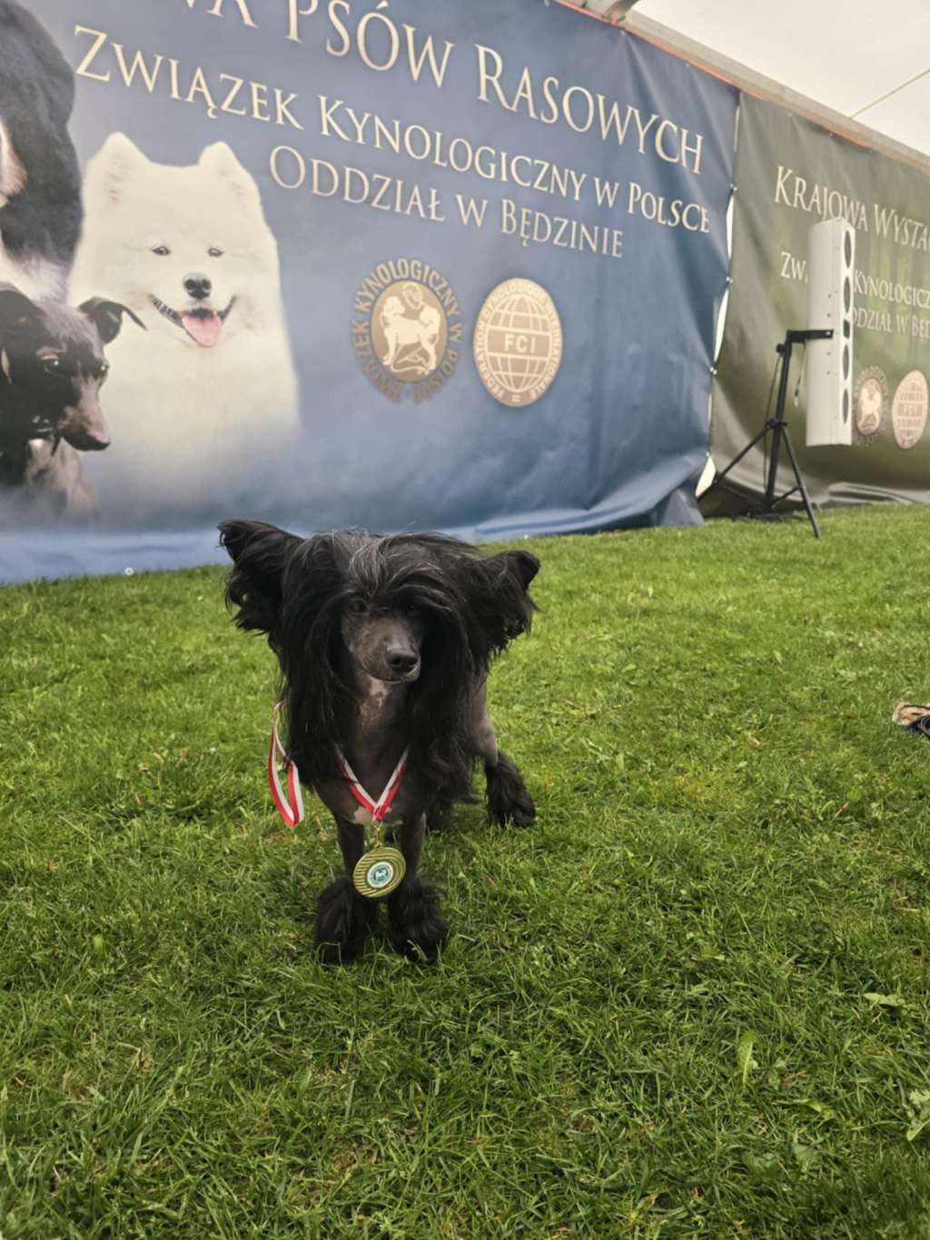 Just You Creciente Estrella