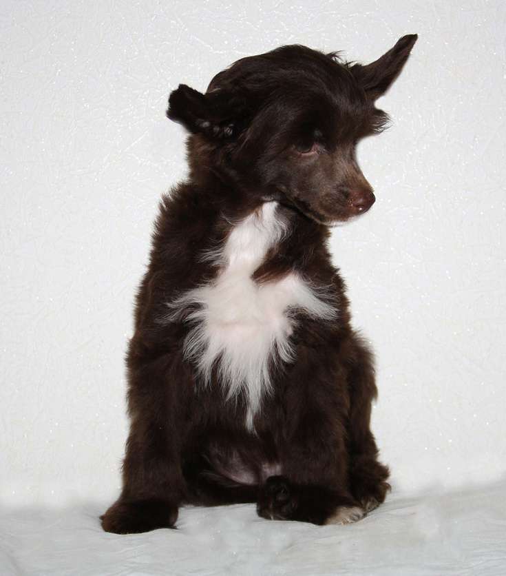 Bi-lav Plus Where Love Lives