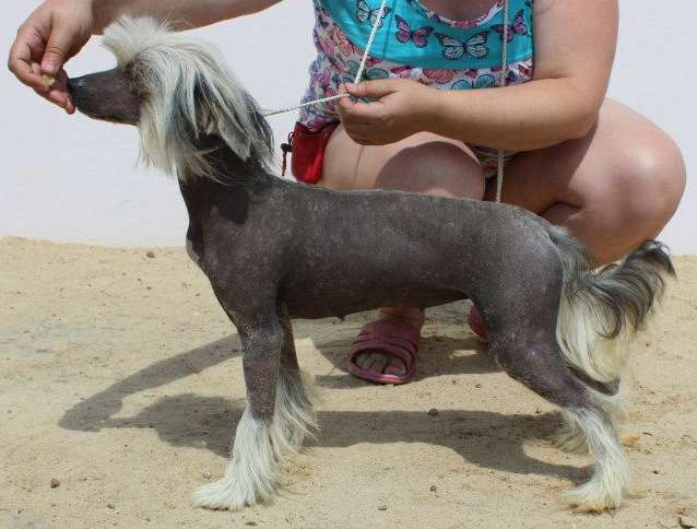 Rekseyn Molosos Gratzi