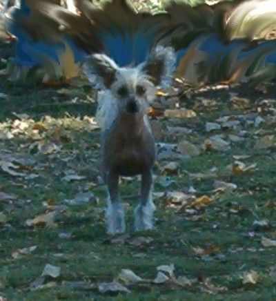 Spiritual Hannah Krishna