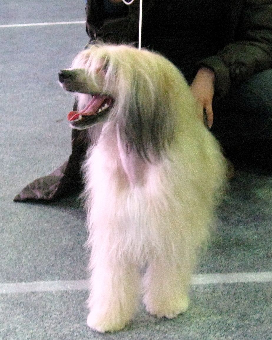 Nirvana Gavany's Bohemia