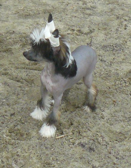 Hengie Top Model De Rama