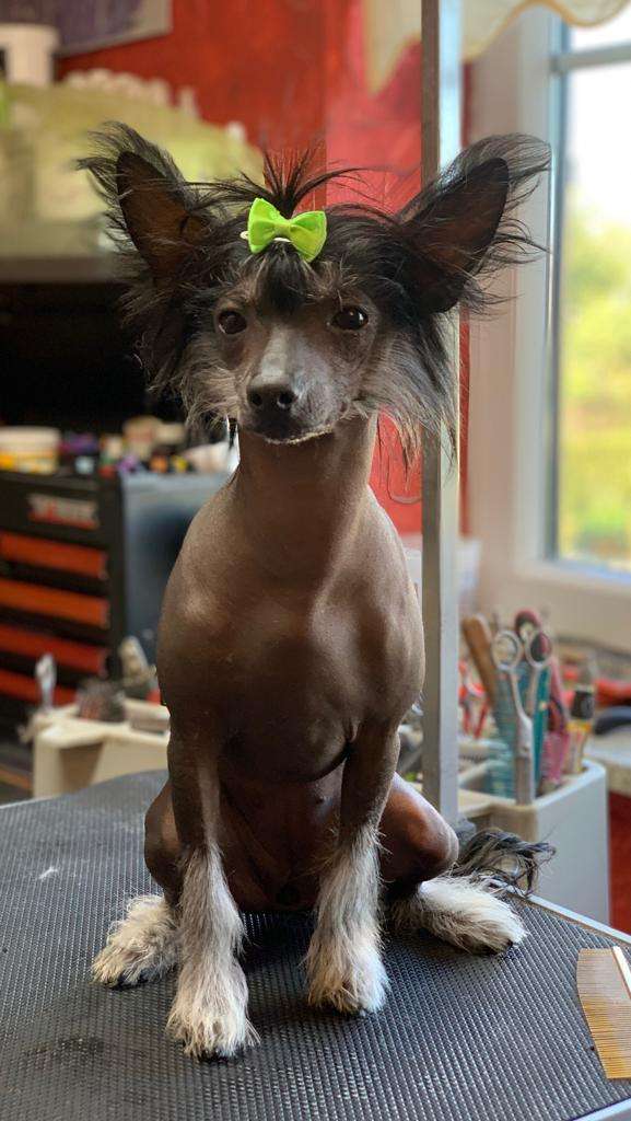 *Black Fairies* Freya the charming Queen of Han