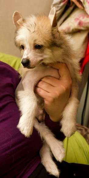 Berenik Pandora Yudjin