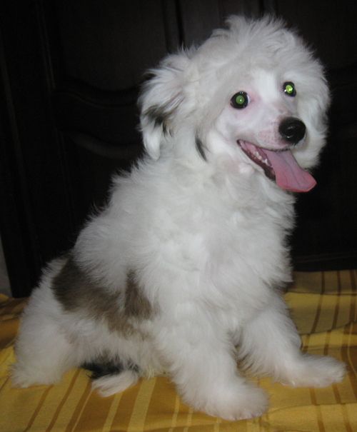 Angel O' Check Lovelas.