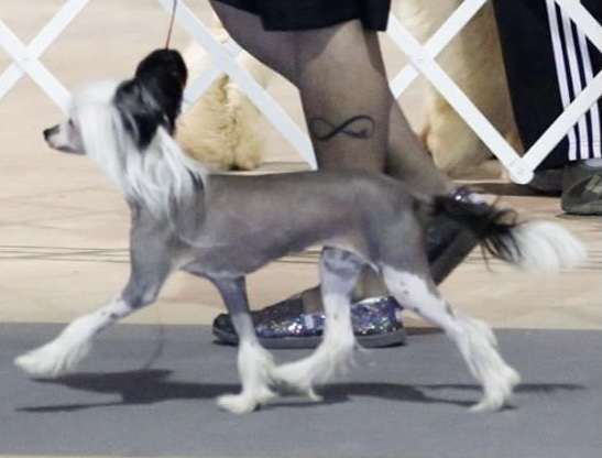 Hi-Life's Gaffer's Masquerade