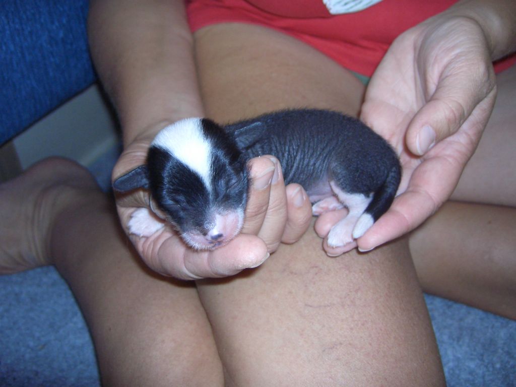 Divas-Palace Beautyfully Filou