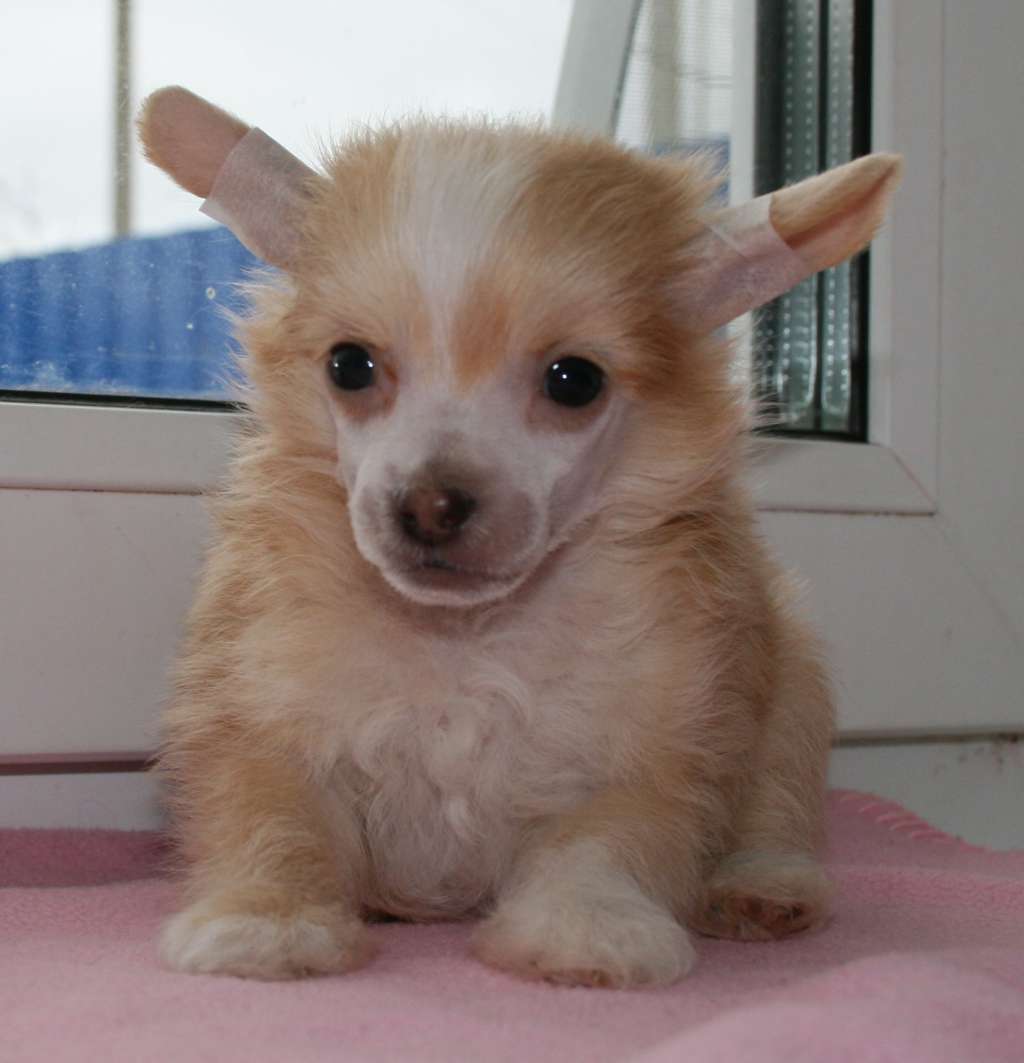 Apriori Vip Churchill