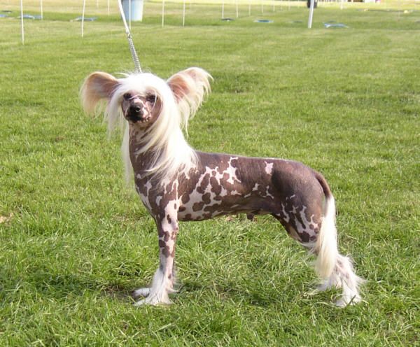 Chinois Charisma Kid