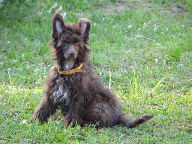 Milisenta Zagadochnaya Dama