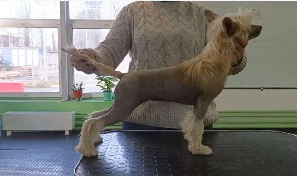 Zheneva-Debjut Space  Ilatani Style