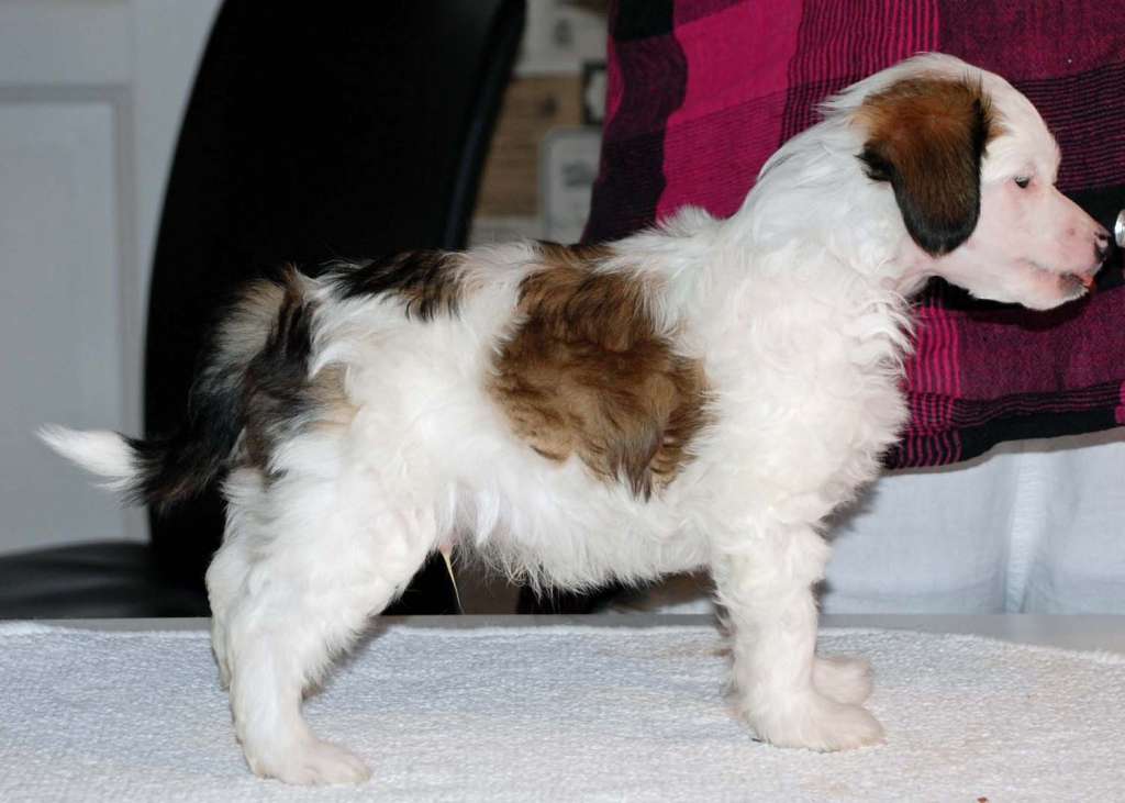 Suanho's Cool Cocopah