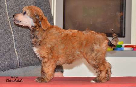 ChinoPata's Most Wanted Redneck