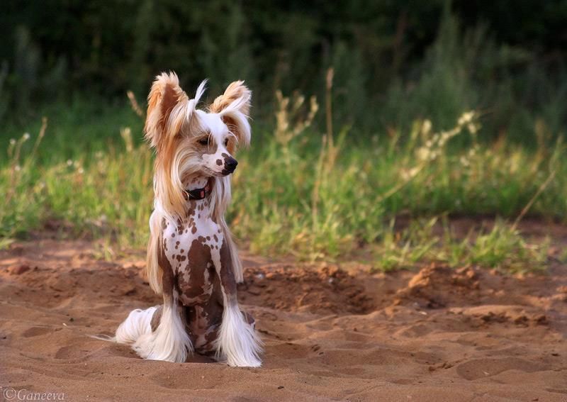 Irgen Gold  Sonia Rykiel